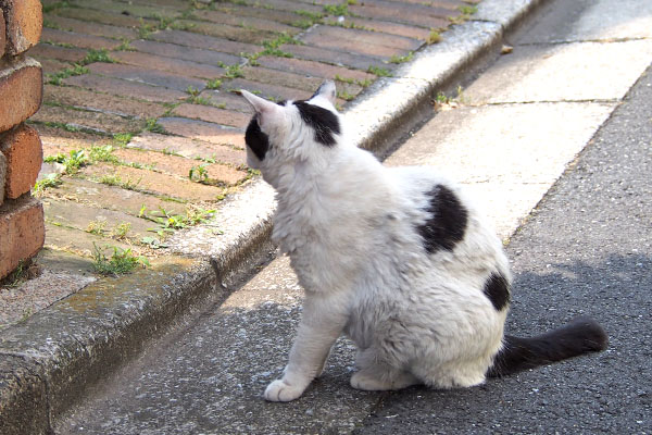 ちびにゃん　行ってしまった