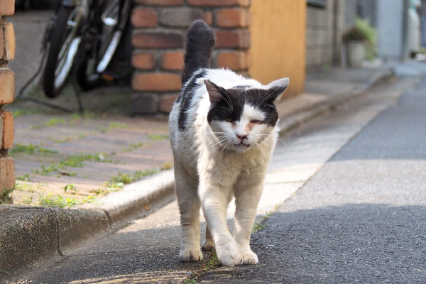 坊　そっち行くからにゃ