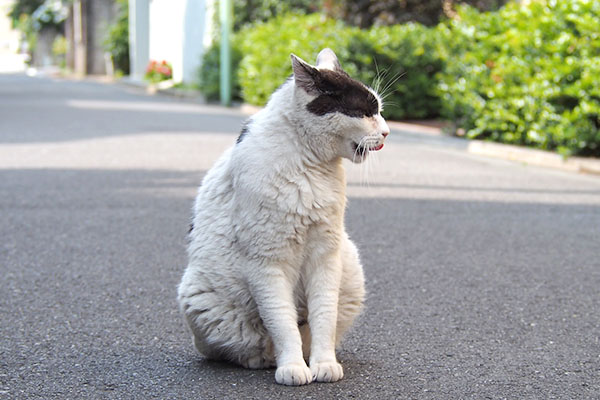 坊　お座りの横顔