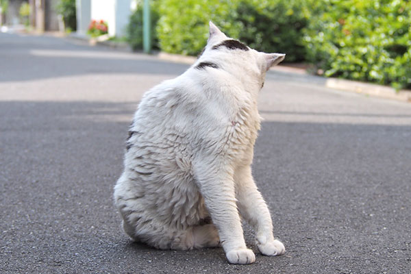 坊　一瞬白猫になる