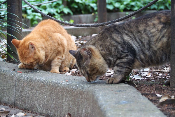 コルレとトッキー　並んで食べる