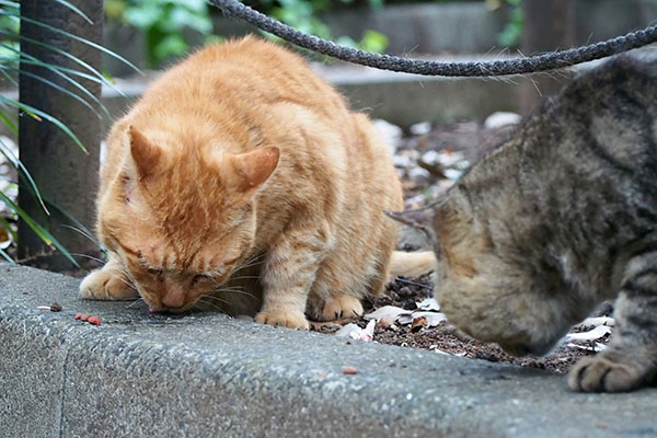 コルレとトッキー　並んで食べる２