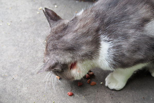 食べている　タンタル血が