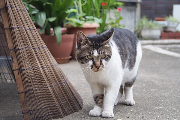 周りを見る　オンブレ