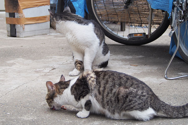 コーちゃんが食べている前にオンブレ