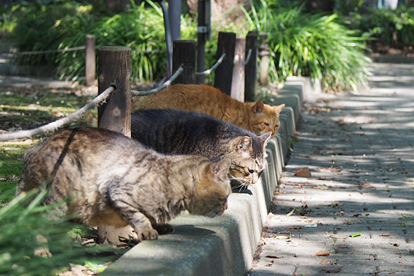 皆体大きい　3ボーイズ