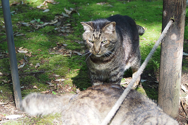 コイキーがトッキーを見てる