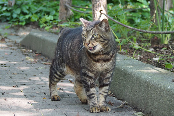 コイキーも離れてニャー