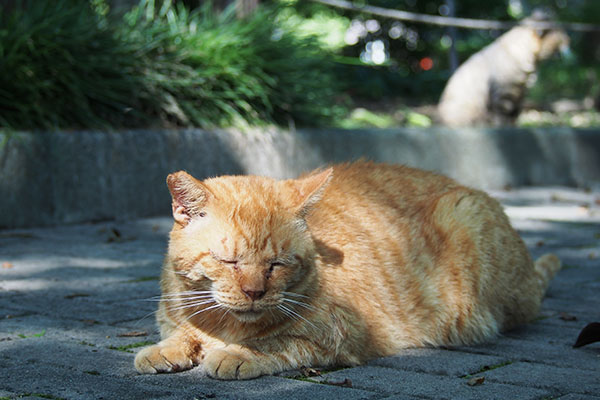 コルちゃん　伏せつつ背後を気にする