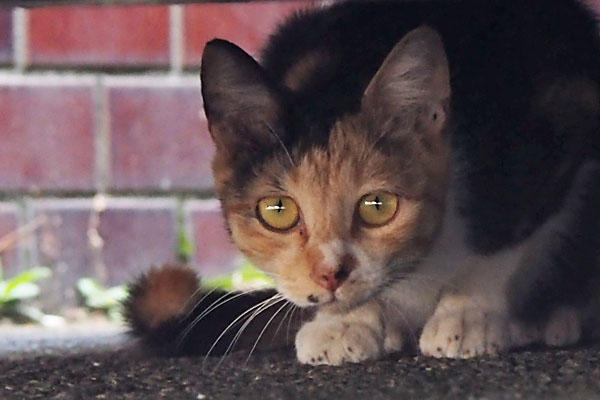 sakura daughter calico