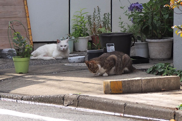 リリとサーヤ　サーヤだけ食べる