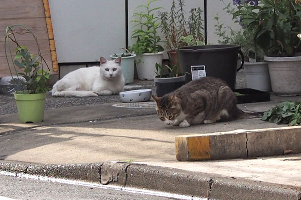 リリとサーヤ　リリは食べず