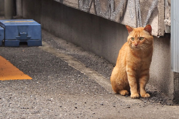 トト　ちまっとお座り