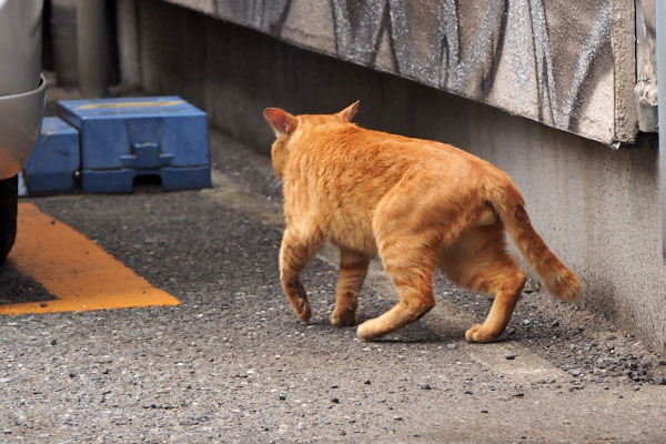 トト　人が来たので隠れる