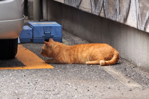 トト　身を伏せて様子見る