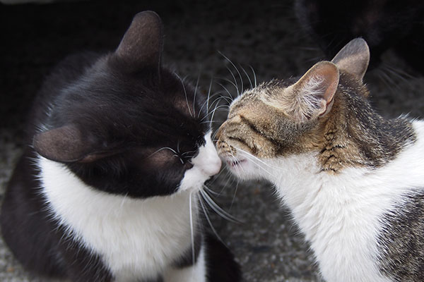 komachi and ko-chan kiss