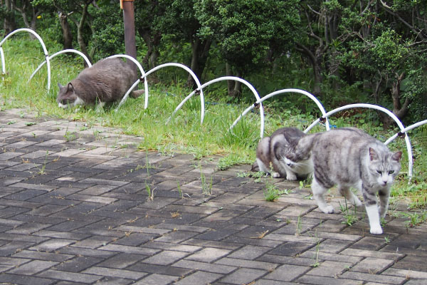 3ショット　オットクロムタンタル