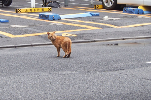 トト　路上で振り返る