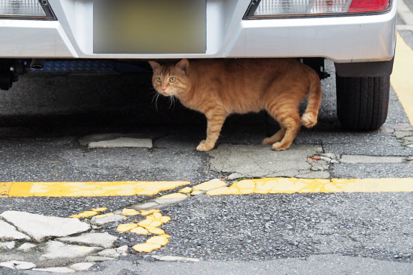 トト　車の下から