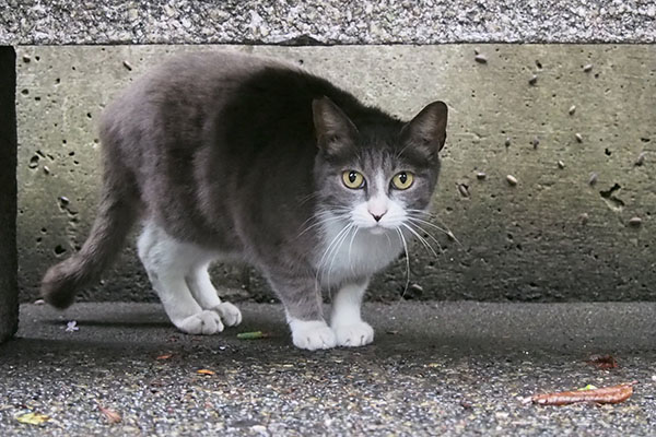 レックス　お代わり所望