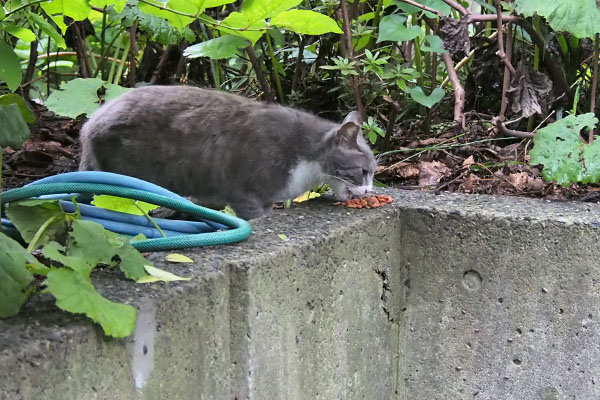 レックス　食べる