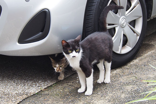 車の下からコーちゃん