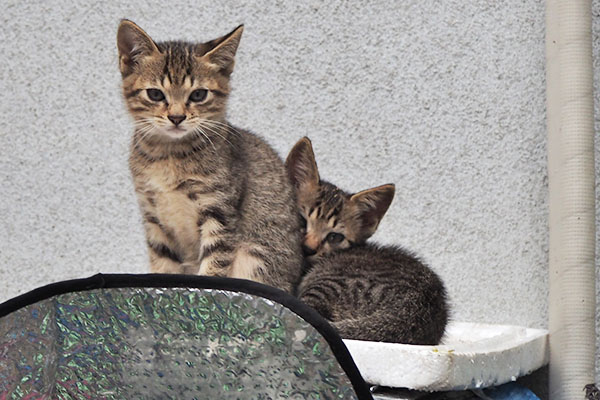 踏んでるうすキジと踏まれるこいキジ