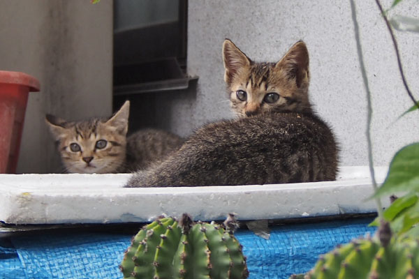 サボテン越しの仔猫たち2