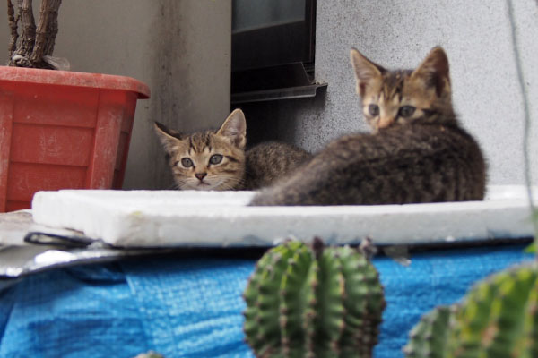 サボテン越しの仔猫たち