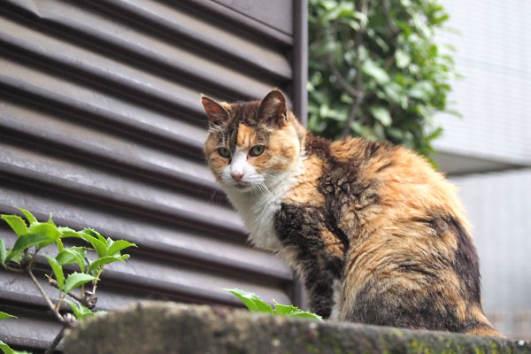 オトワ　顔　食事待ち