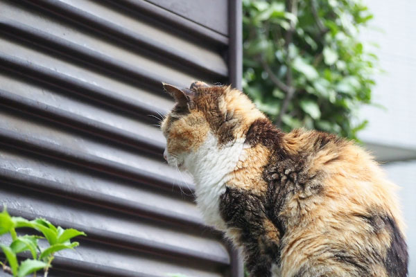 移動したオトワ