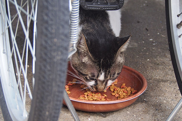 オンブレ　食べる