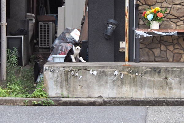 こまち　出て来た