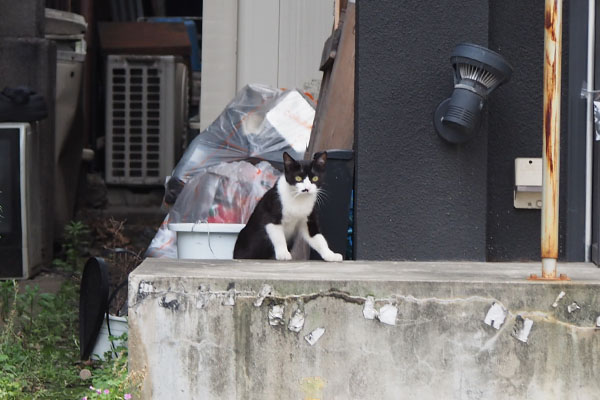 komachi watching eat place