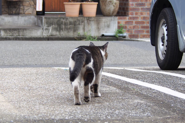 オンブレ　こまちを追う