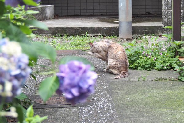 お顔キレイキレイ　銀