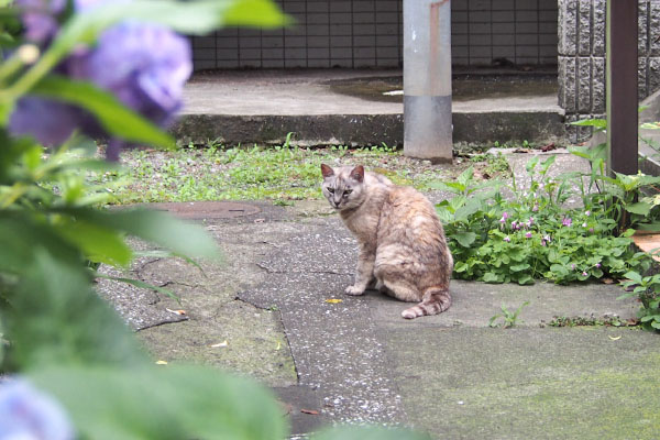 こっち見る　銀