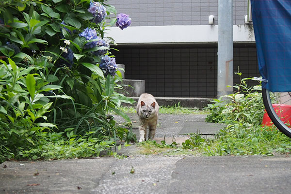 正面から　銀