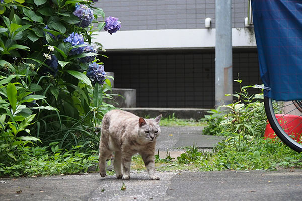 銀　右に行く