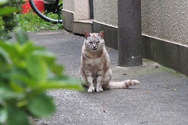 お座りしてミャー　銀