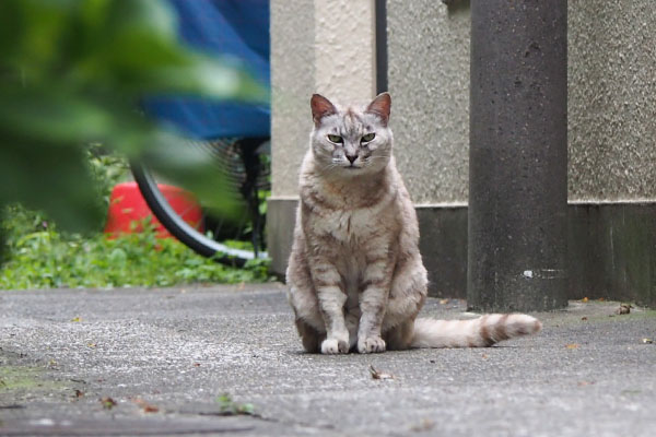 また明日ね　銀