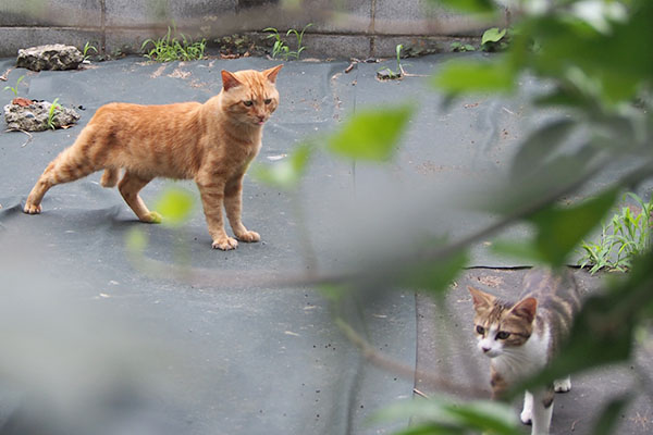 トトとネオン　近くに居た