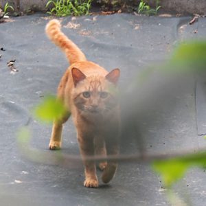 toto through leaves