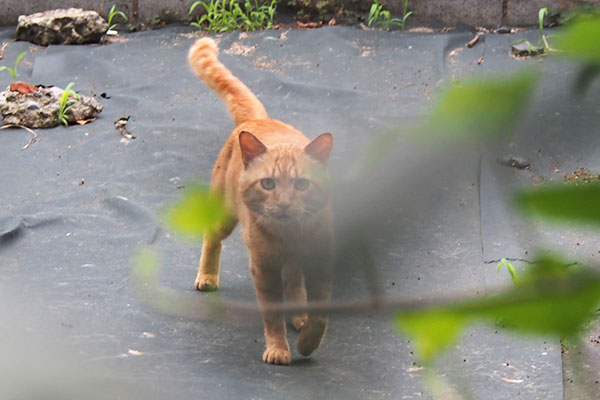 toto through leaves