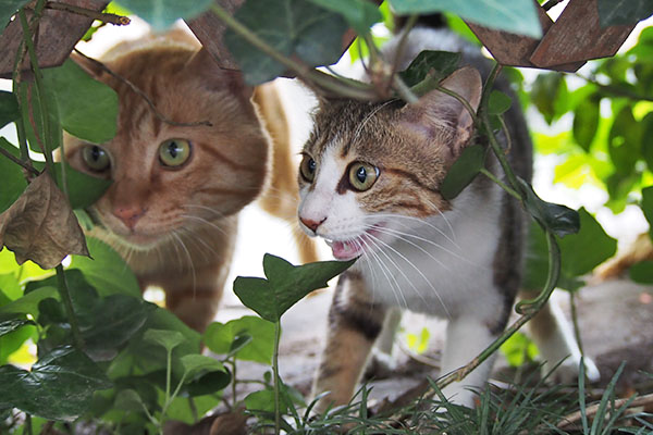 ネオンとトト　ニャー