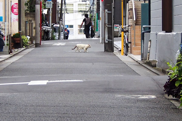 横断するジュリ　遠