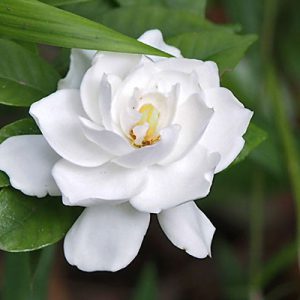 flower white