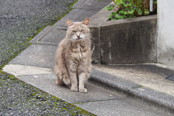 グリ　見てる