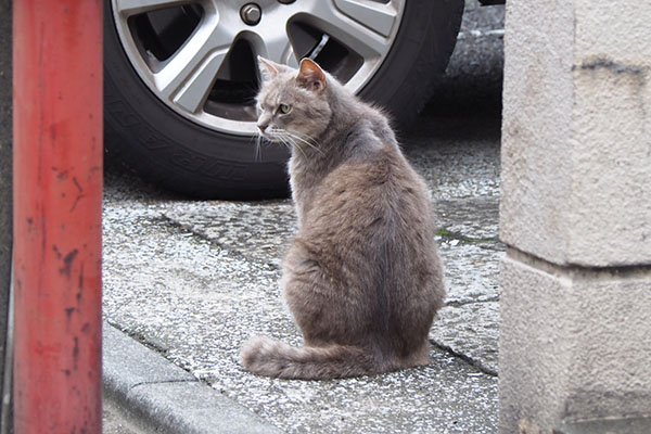 グリ　背中　横向く