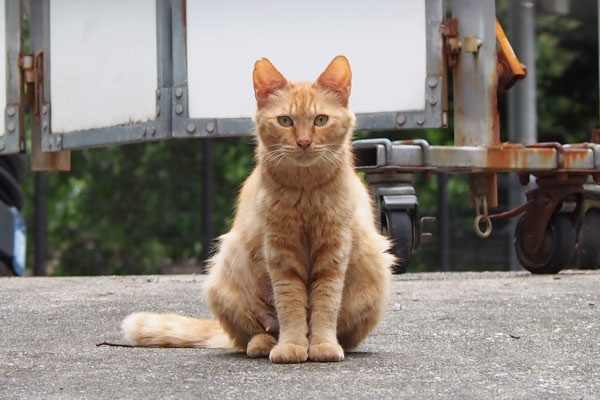 母猫ズーム　期待している顔